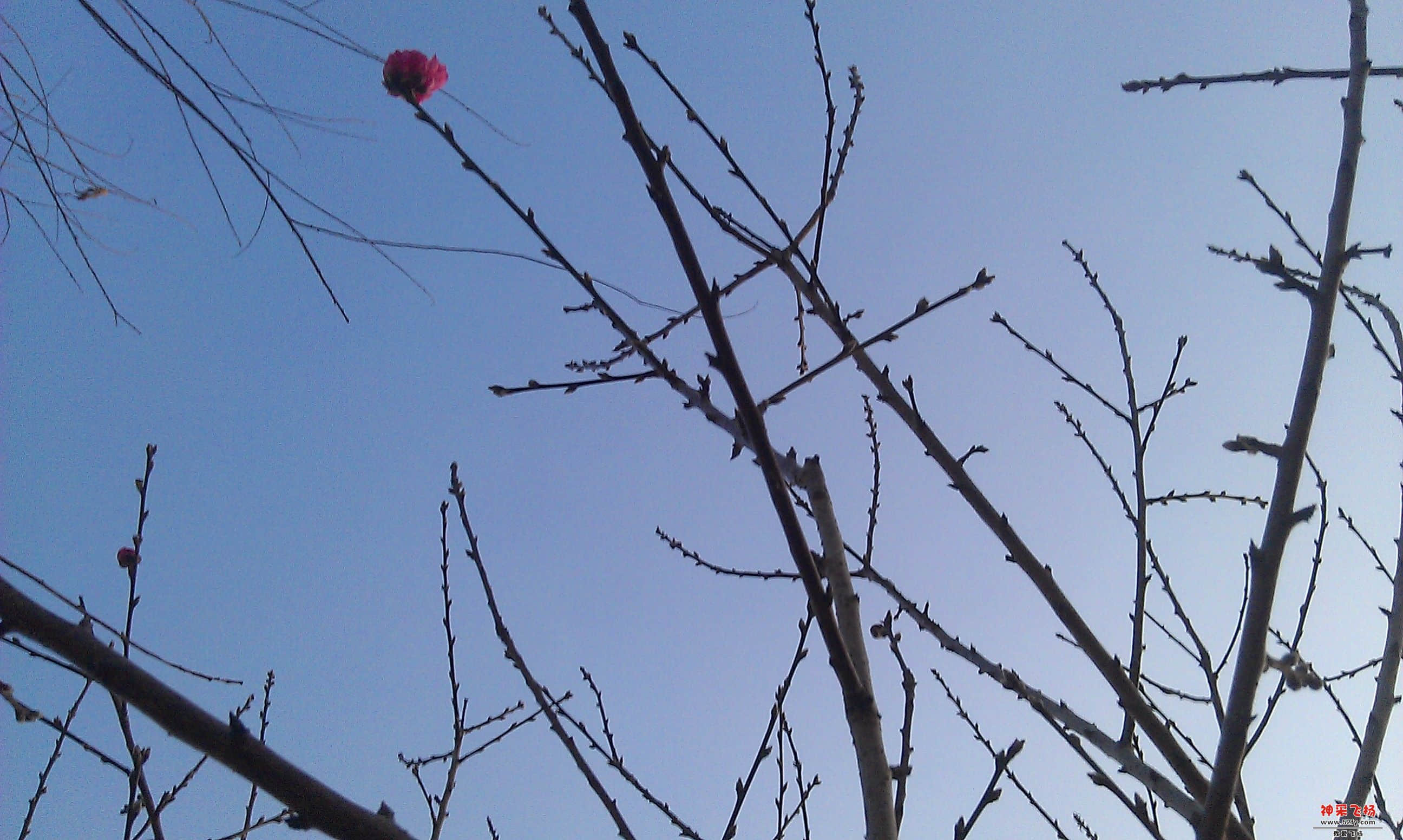 桃花2.jpg