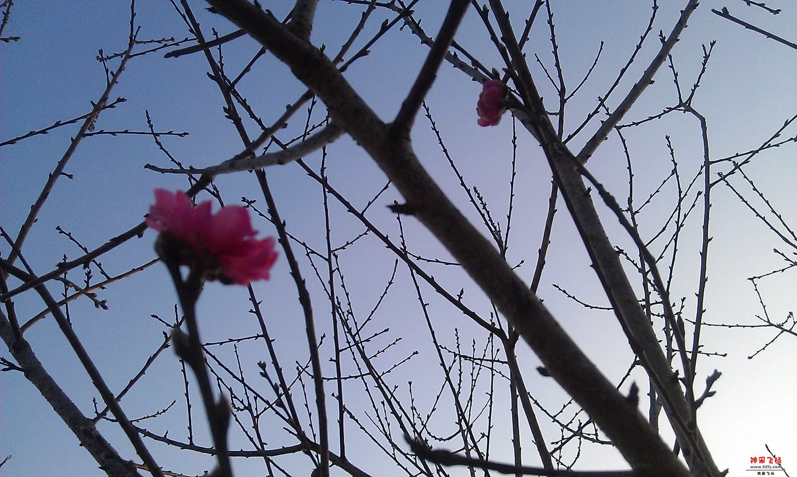桃花3.jpg