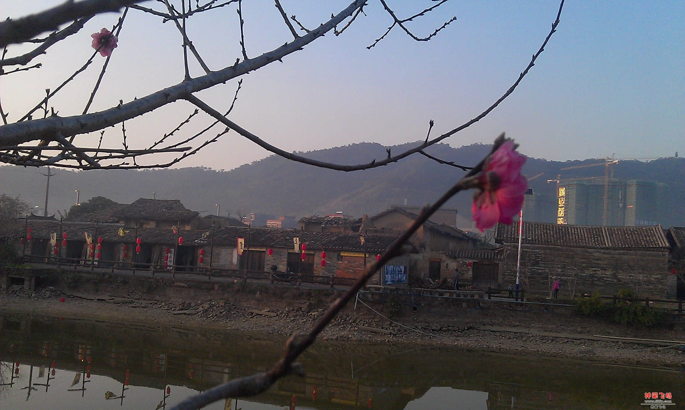 桃花7.jpg