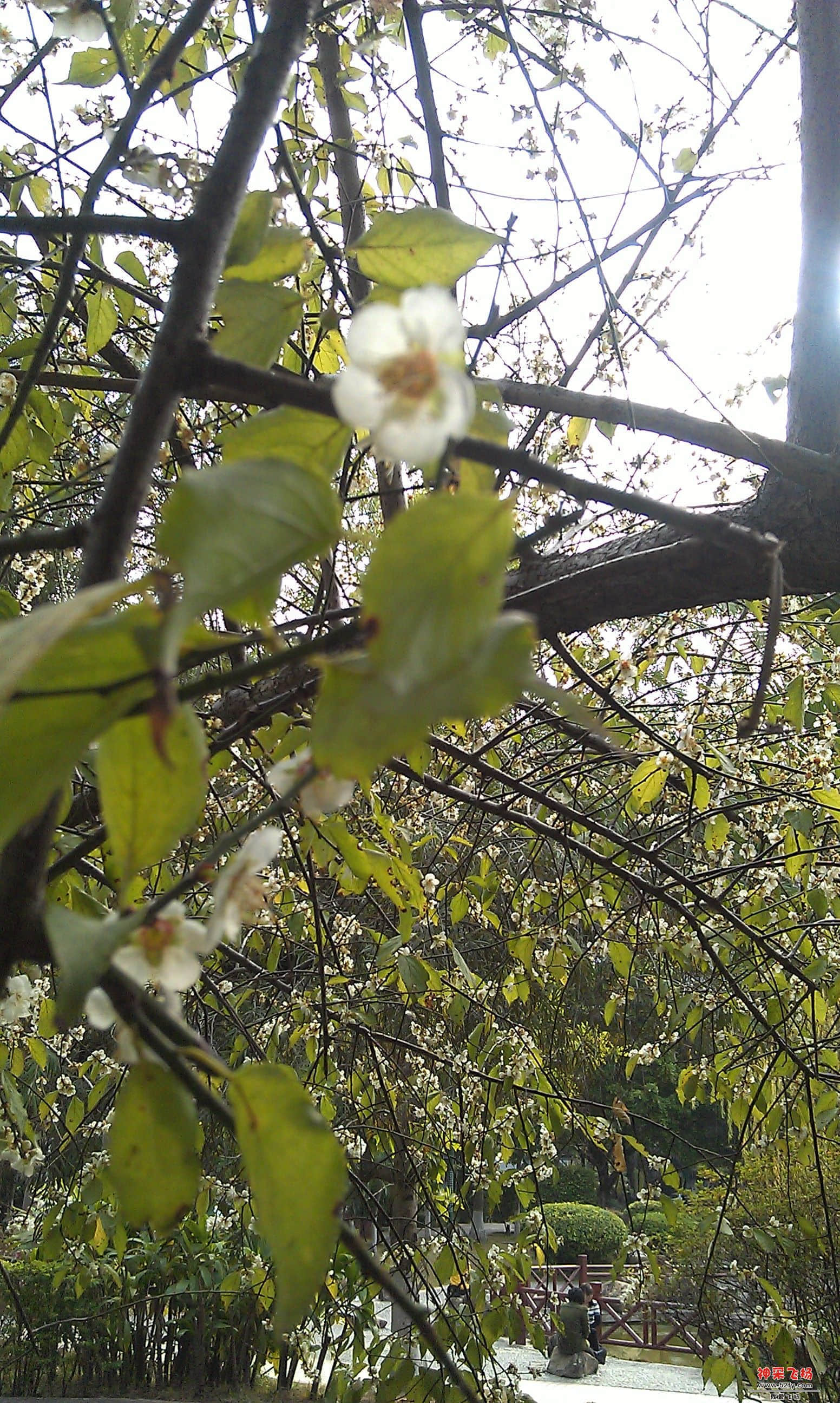 IMAG0009.jpg