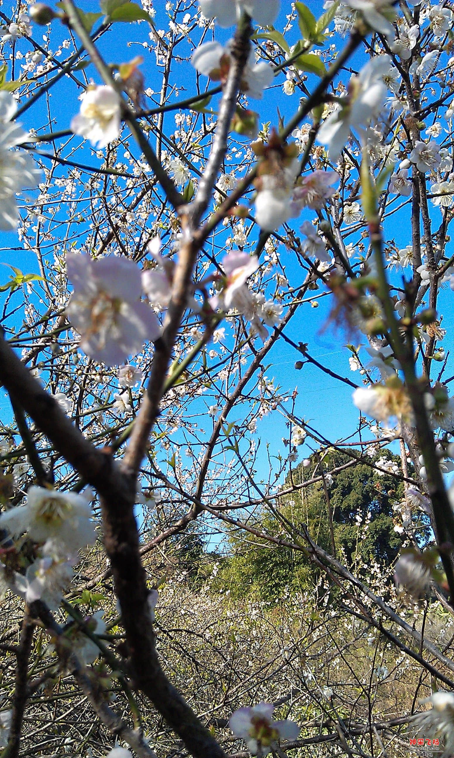 IMAG0054.jpg