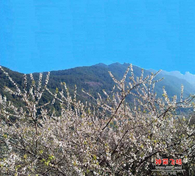梅花.jpg