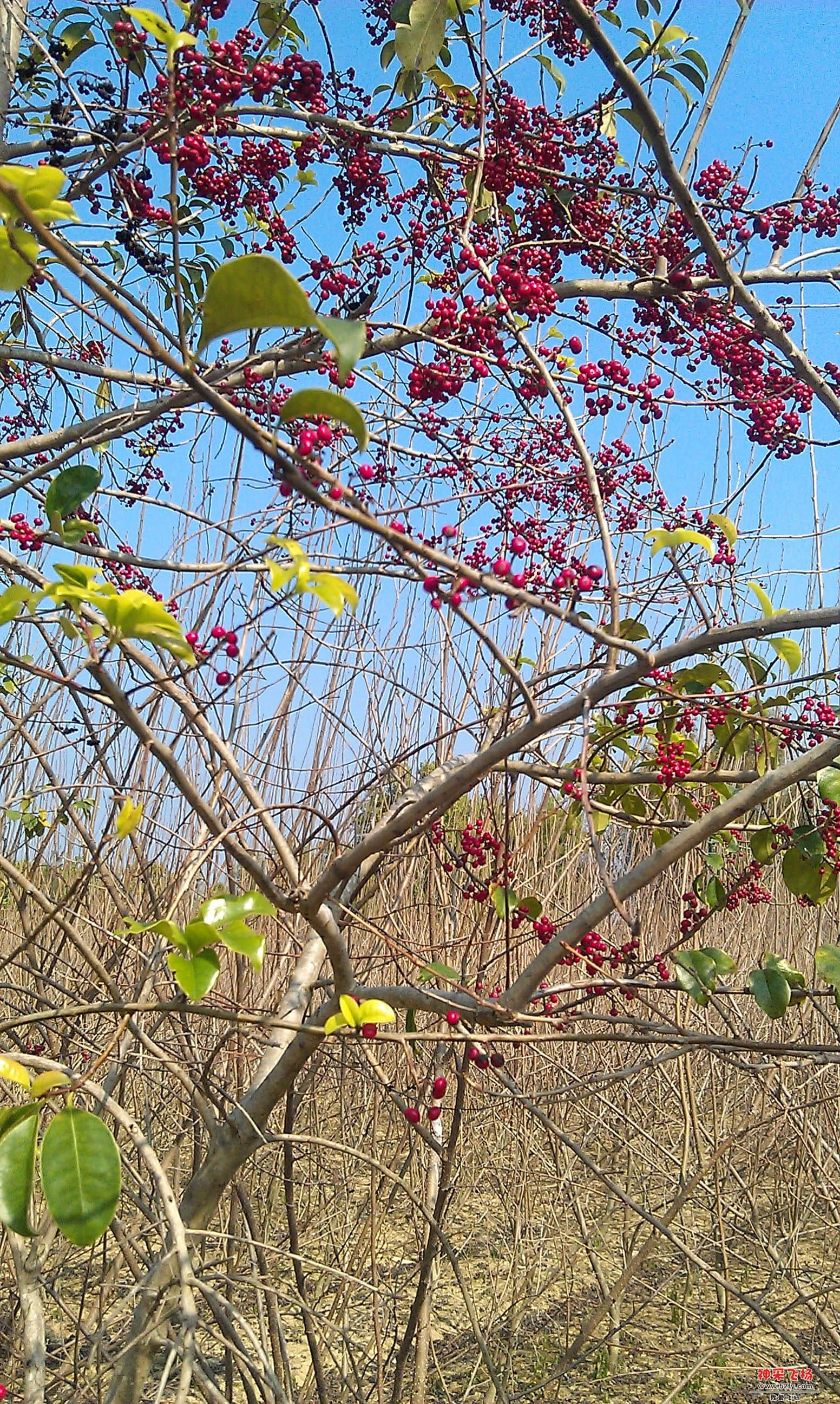 IMAG0104.jpg