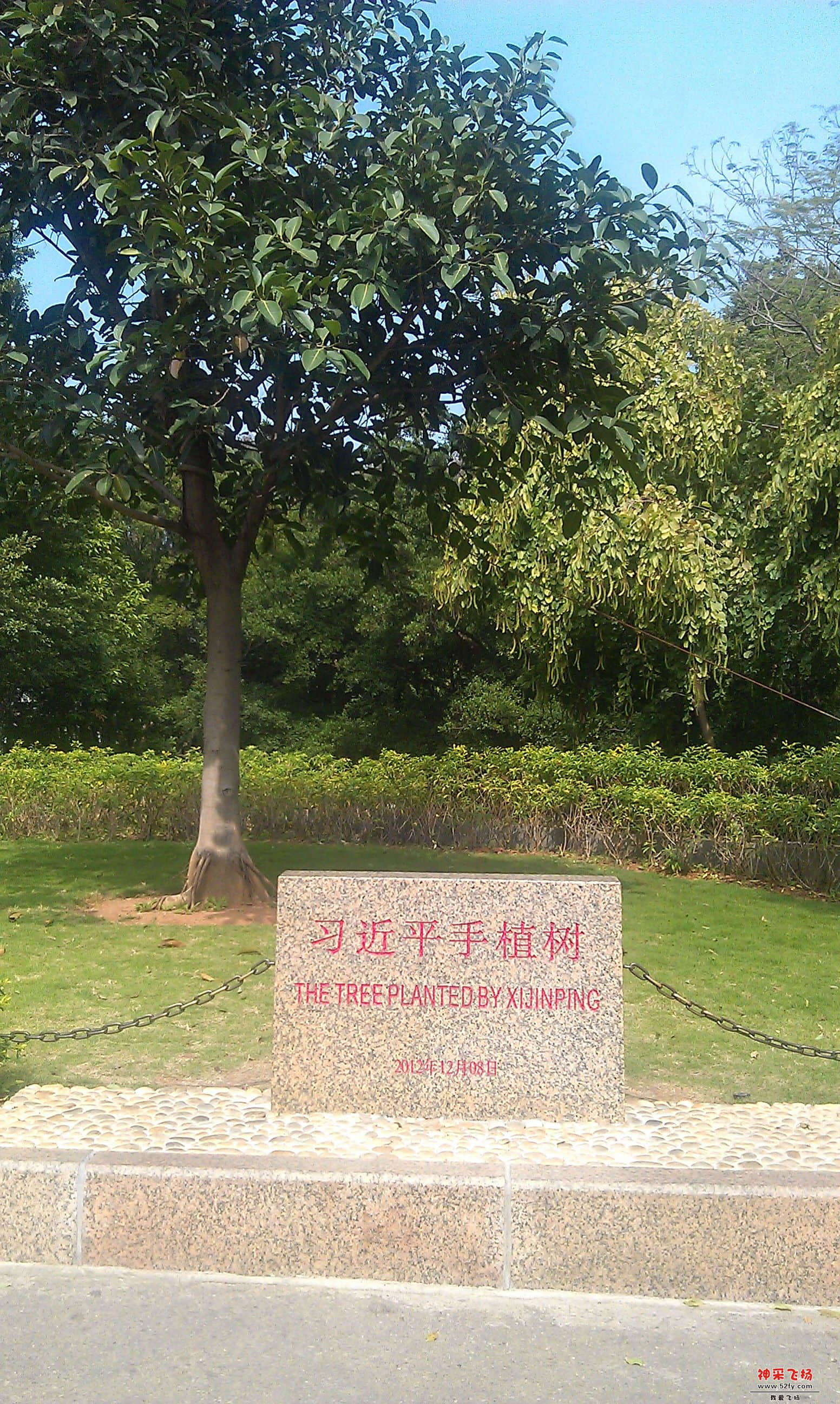 值树.jpg