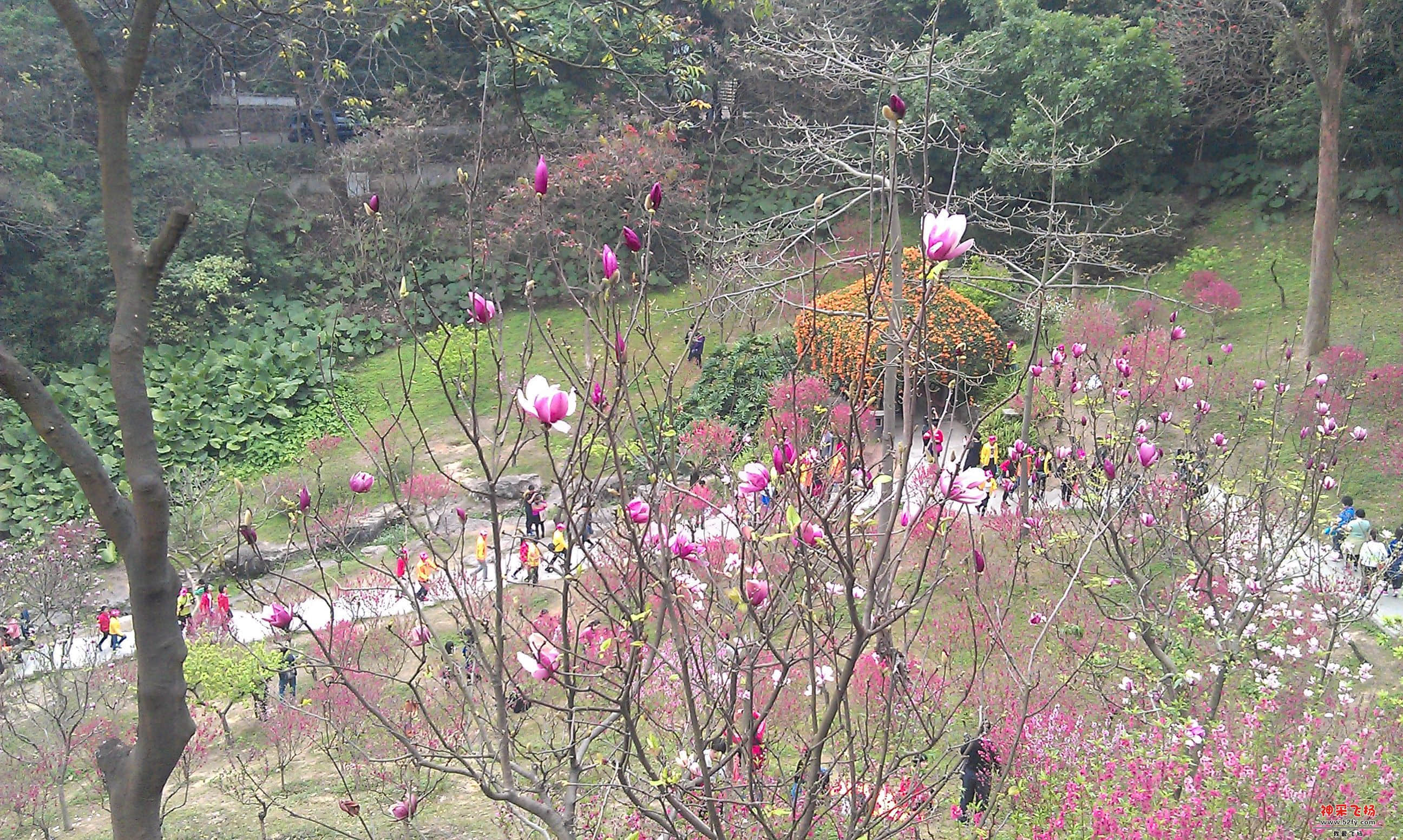 桃花8.jpg
