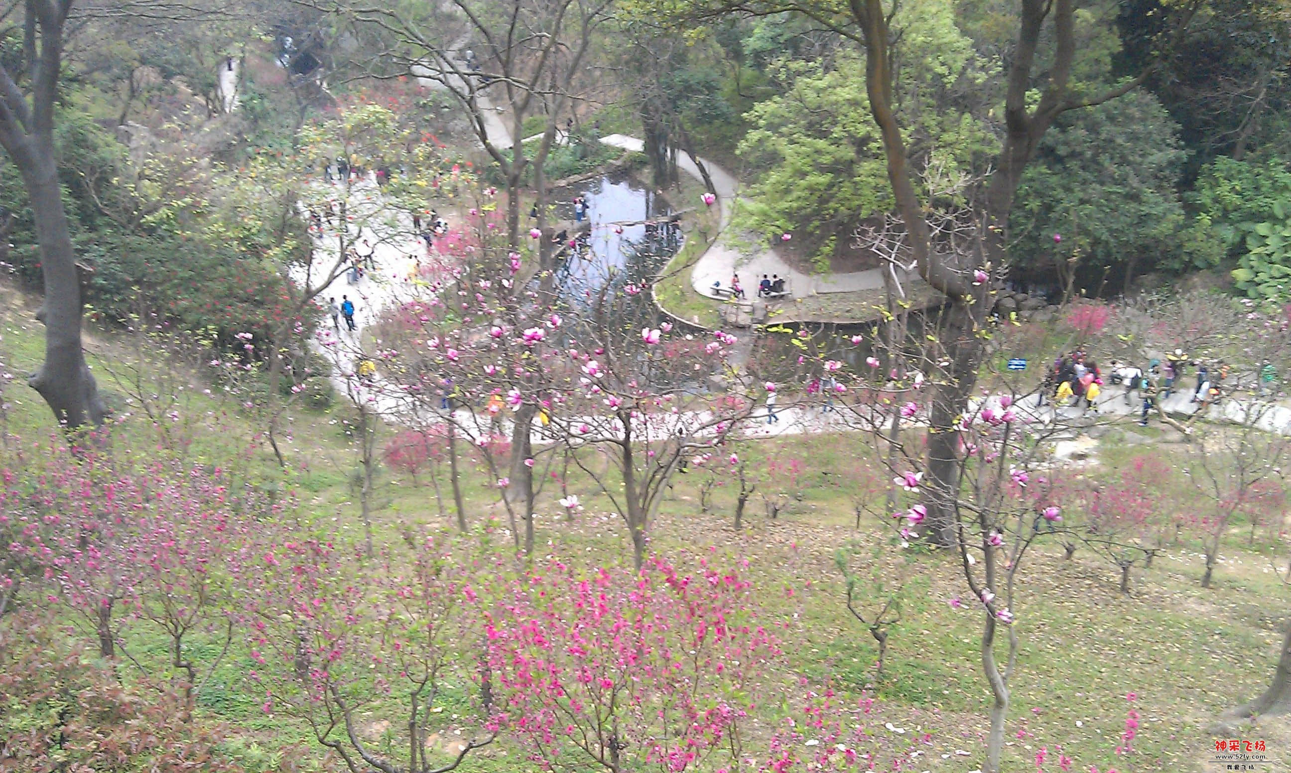 桃花9.jpg