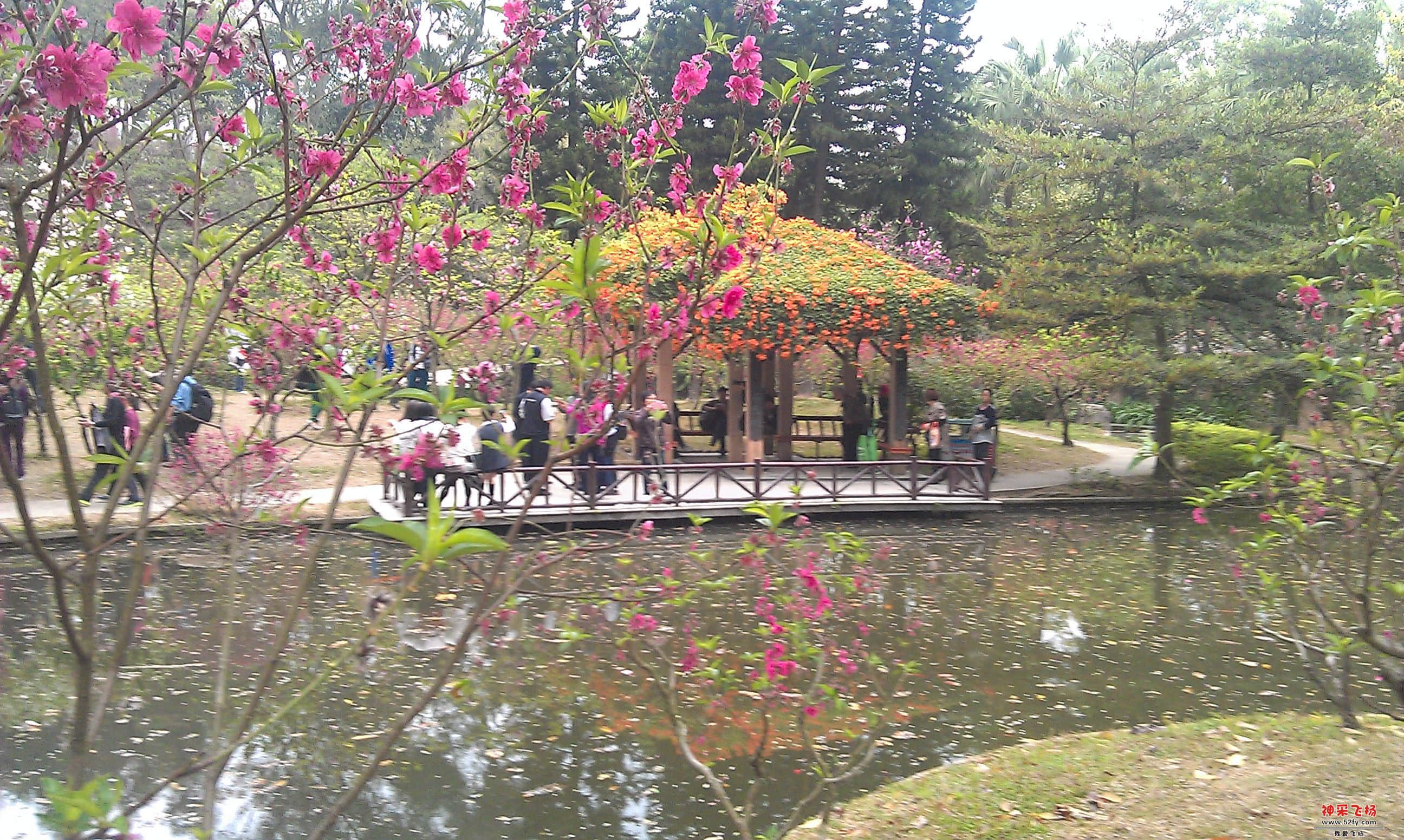 桃花2.jpg