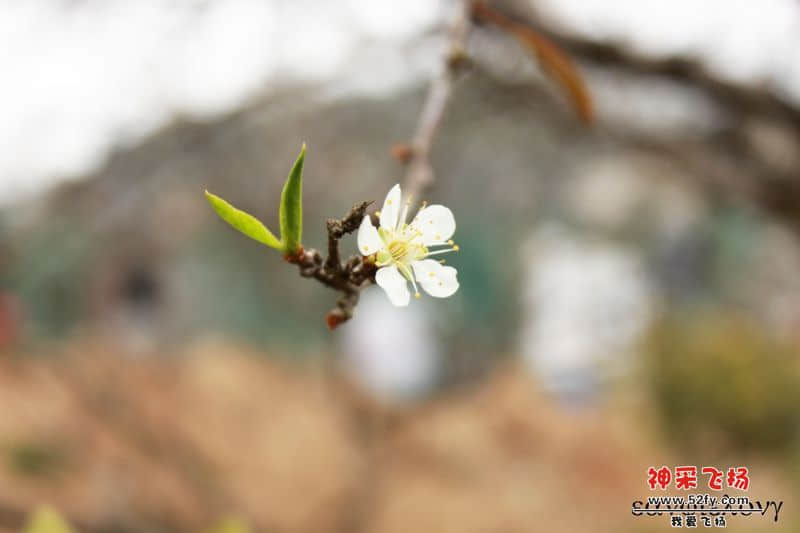 d600003.jpg