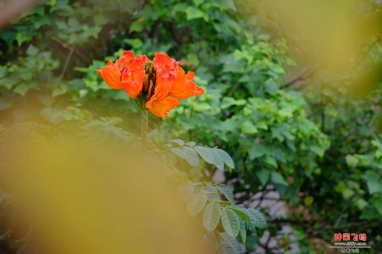 104017nf2flo1jppkfv60v.JPG