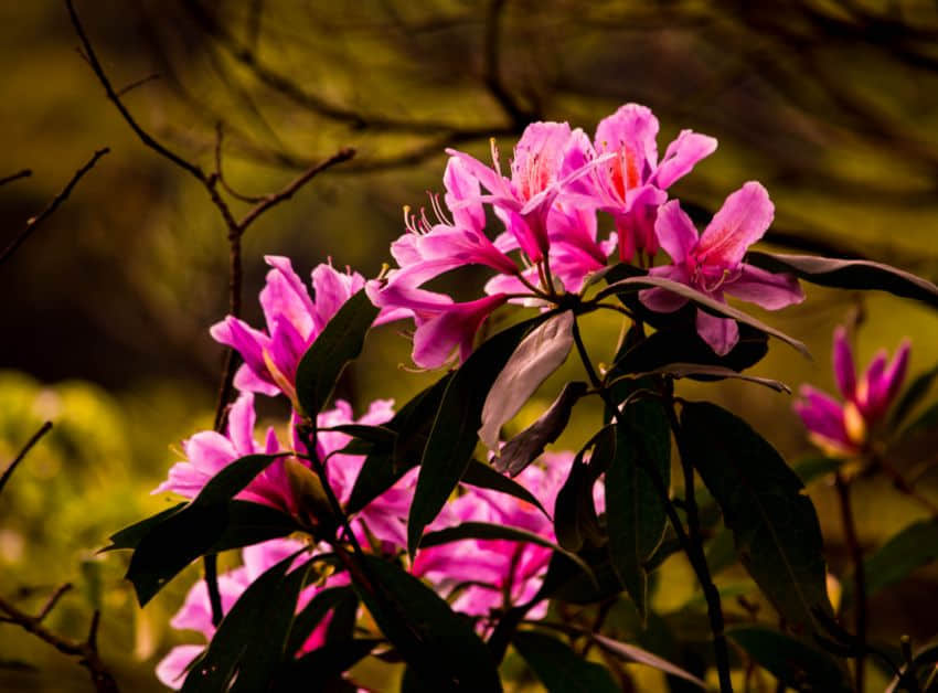 DSC_8483.jpg