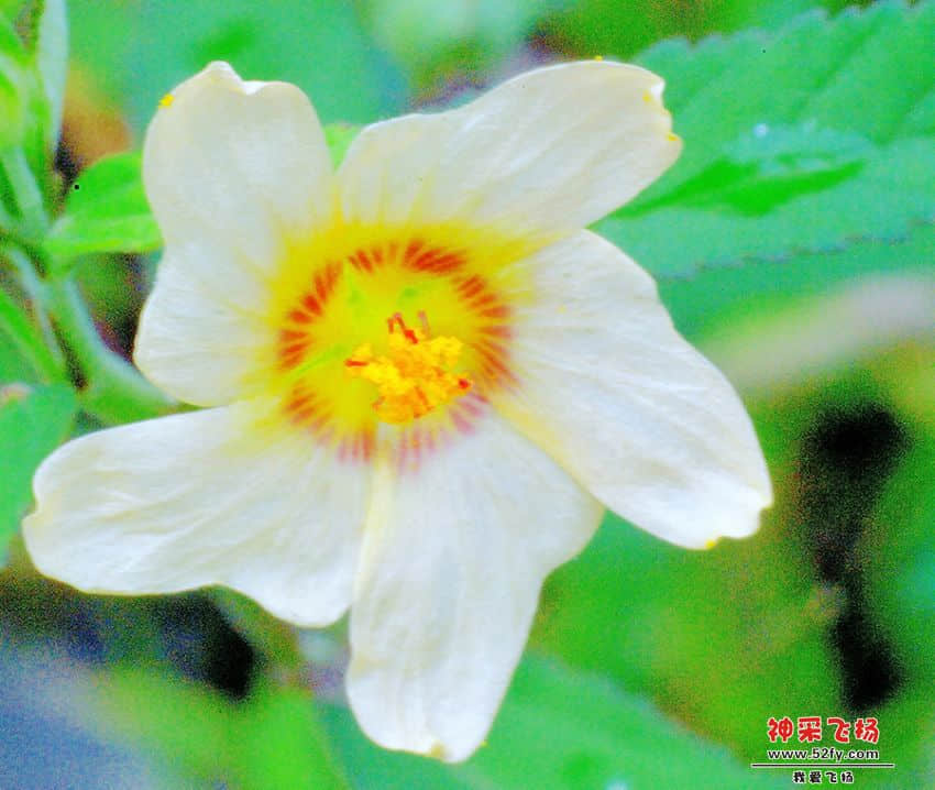 DSC_8521.JPG