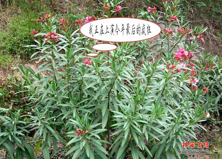 夹竹桃6.jpg