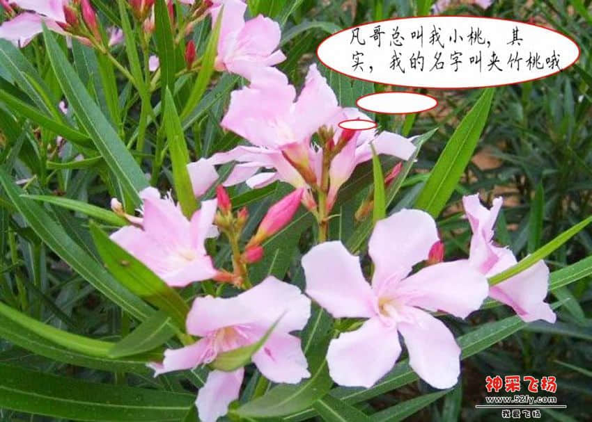 夹竹桃5.jpg