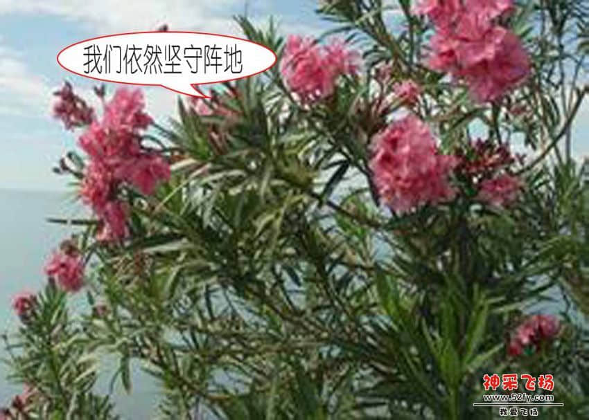 夹竹桃1.jpg
