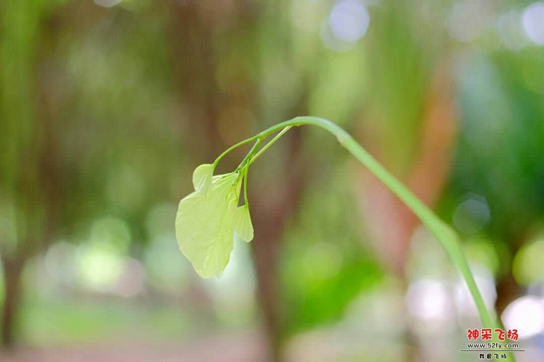 070123kogwp6m9mgo5somy.jpg