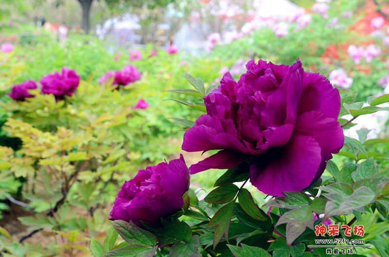 DSC_5366.jpg