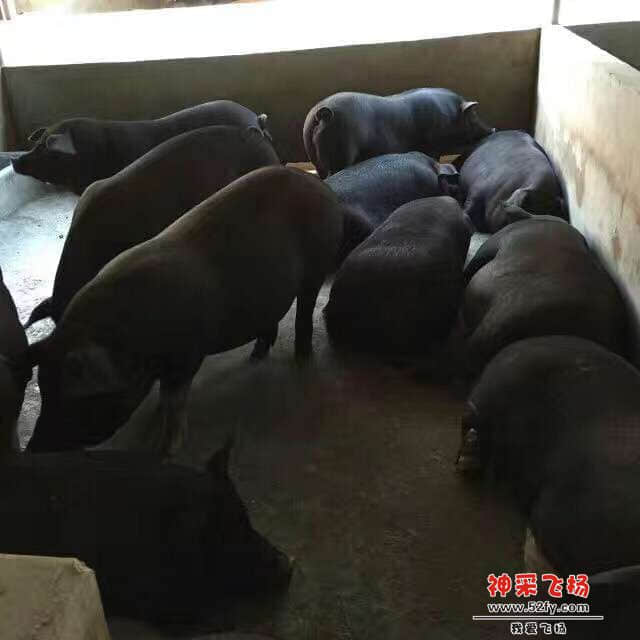 从化土族