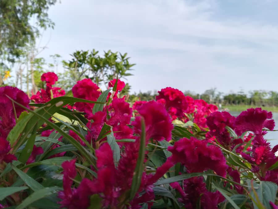 IMG_20170530_171312.jpg