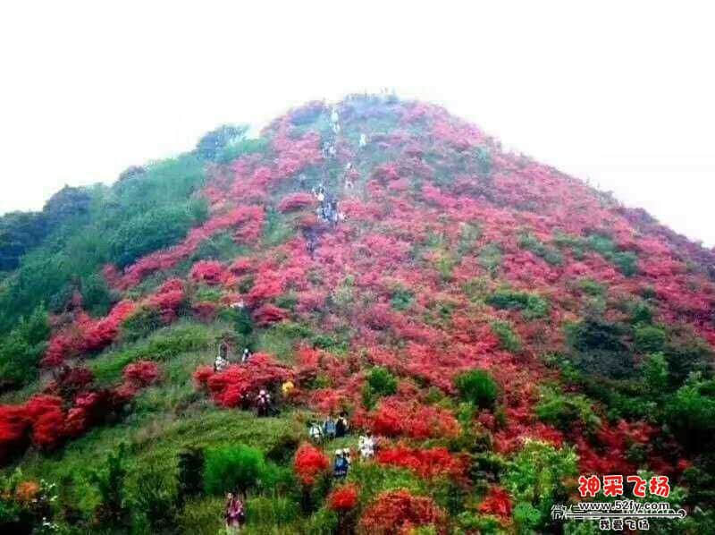 wechat_upload15520534365c8274bca6682