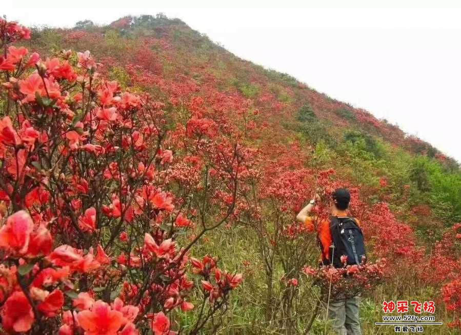 wechat_upload15520534365c8274bc40d78