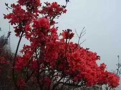 wechat_upload15520534375c8274bd0237e