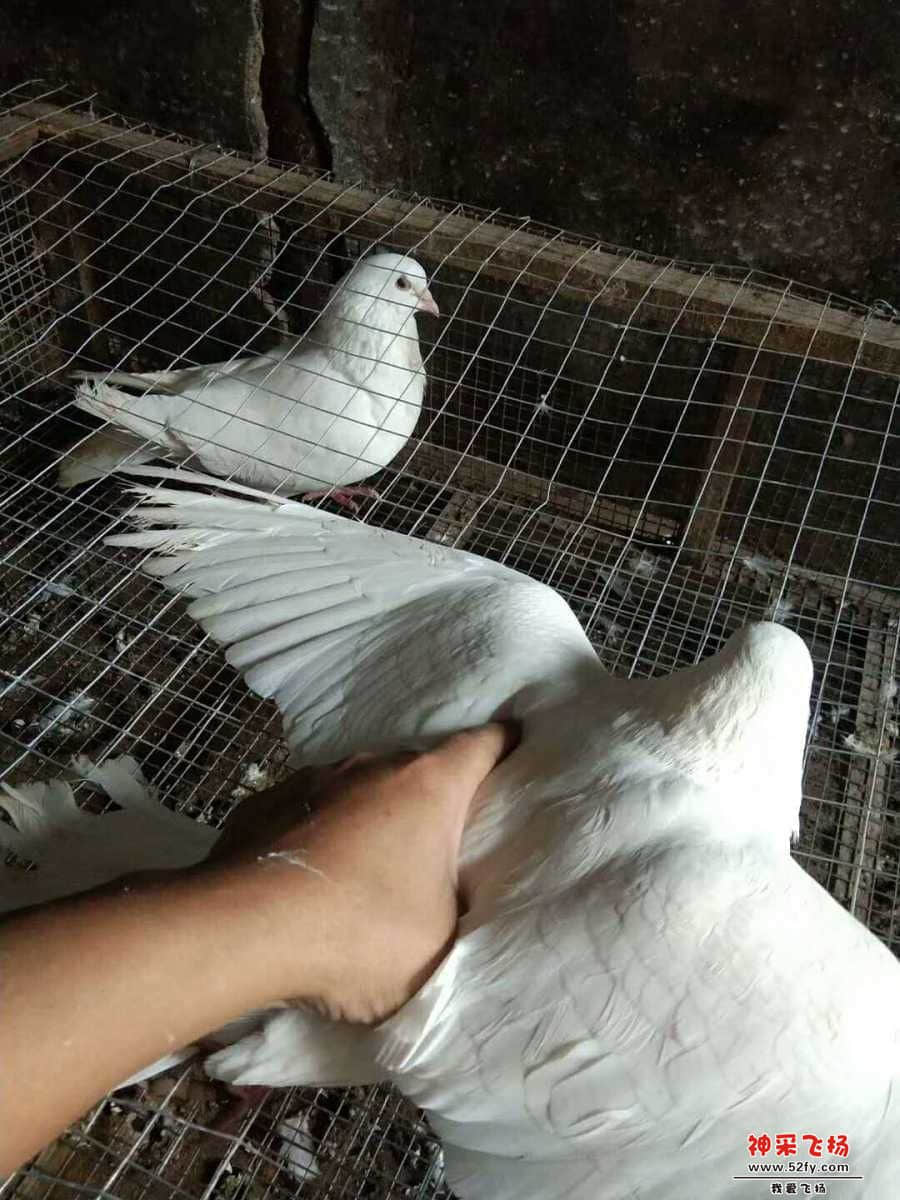 wechat_upload15858415195e86056fb543b