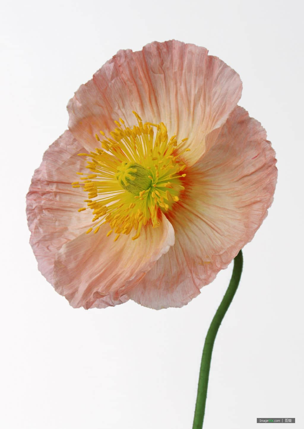 花.jpg