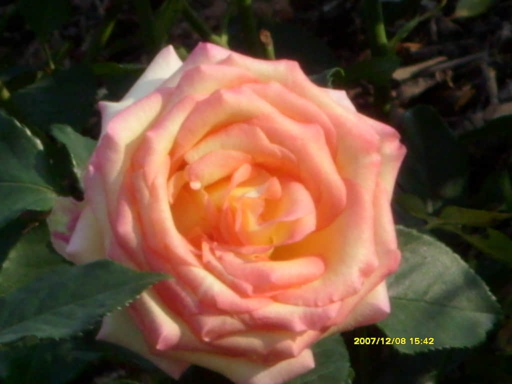 照片 193.jpg