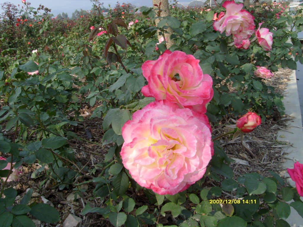 照片 098.jpg