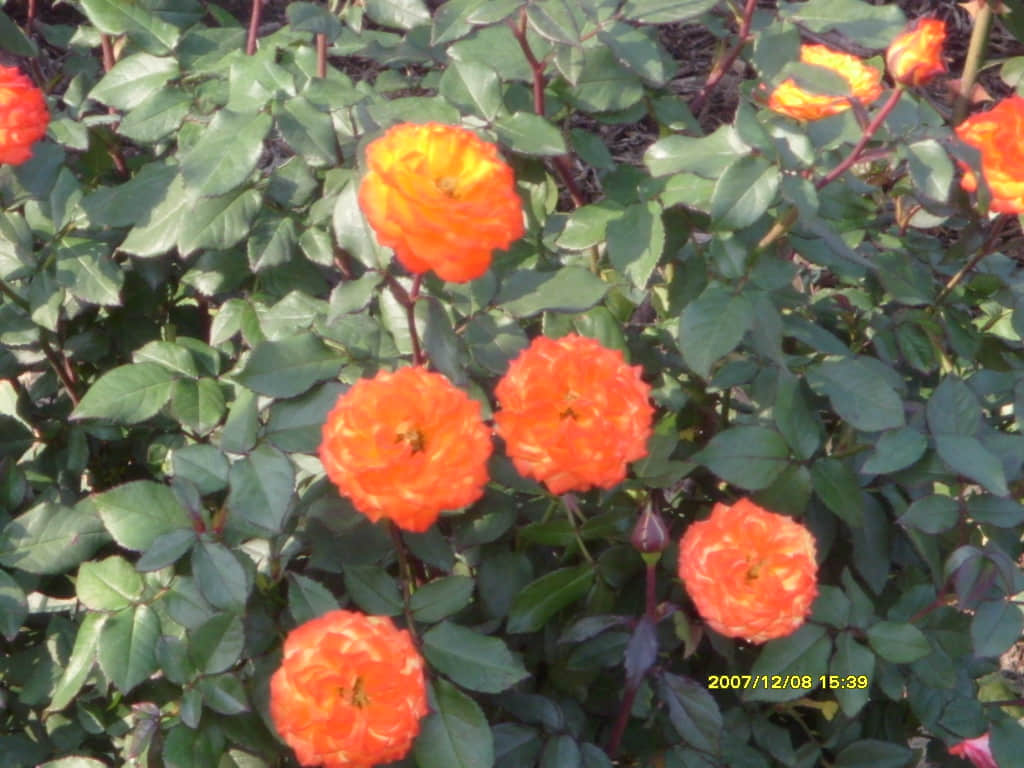 照片 188.jpg
