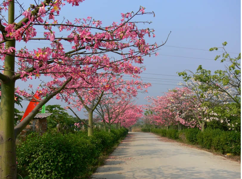 花路.jpg