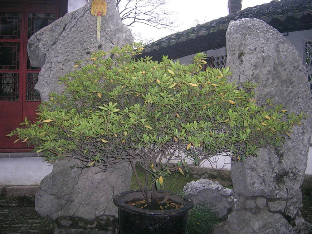 DSCN5225.jpg