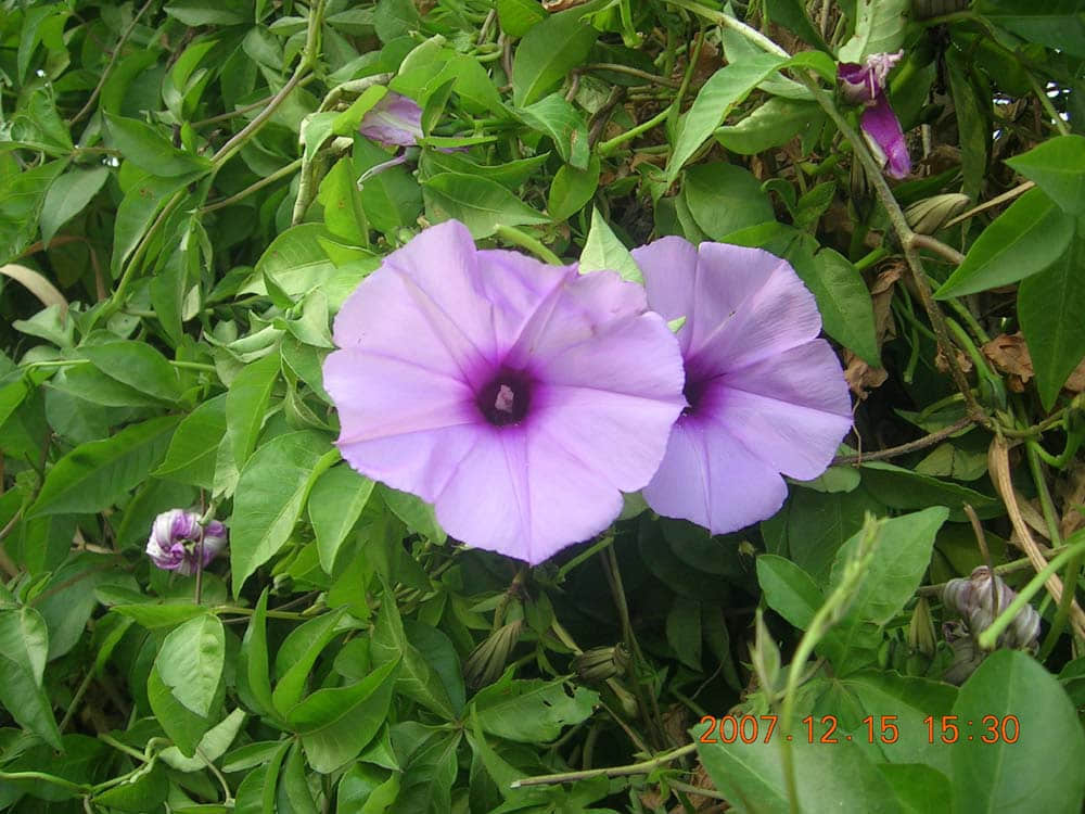 DSCN5012.jpg