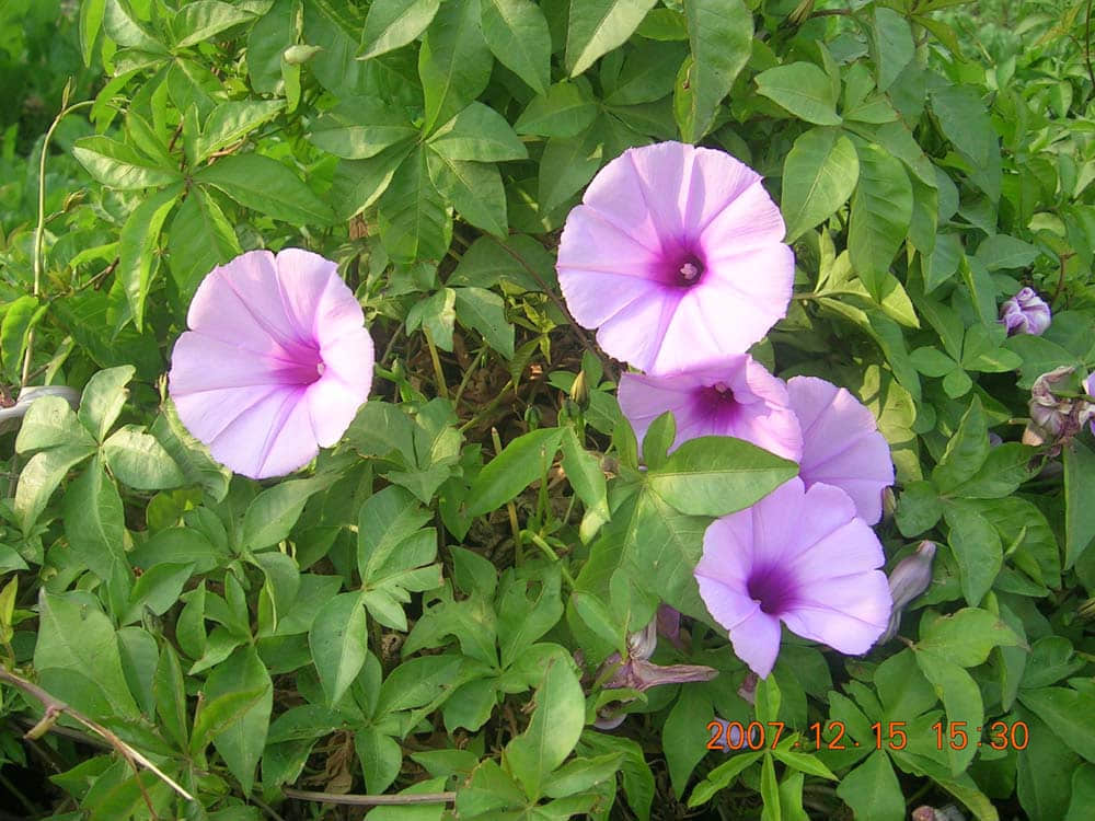 DSCN5011.jpg