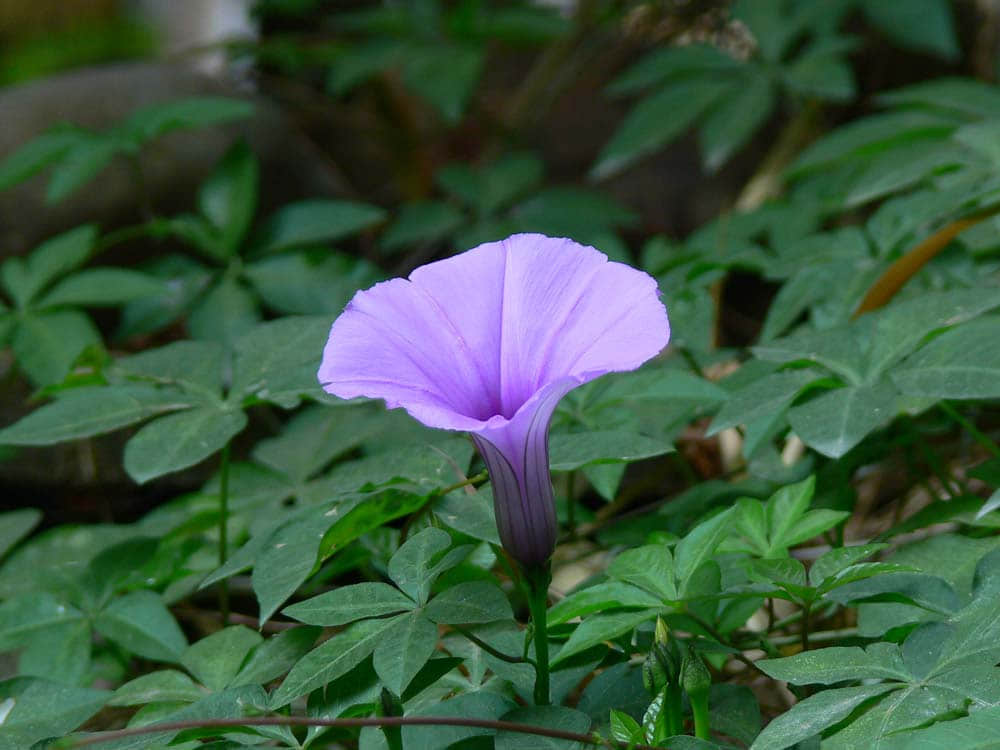 P1050991.jpg