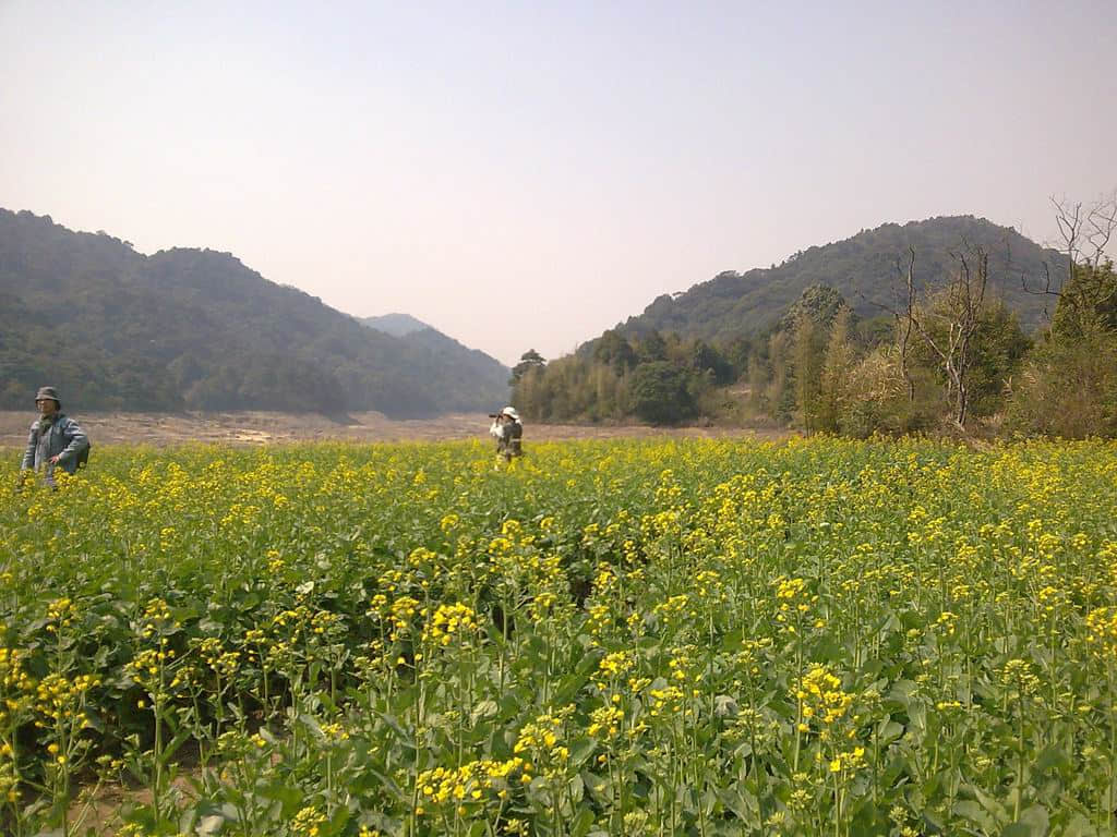 油菜花2.jpg