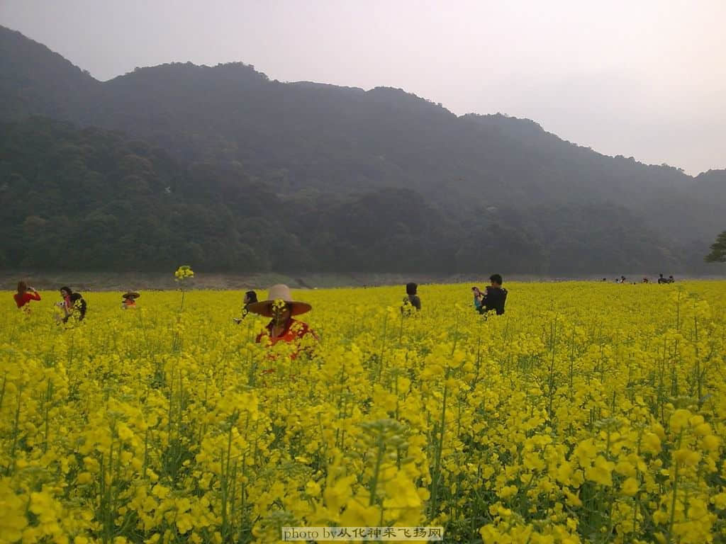 油菜花图4.jpg