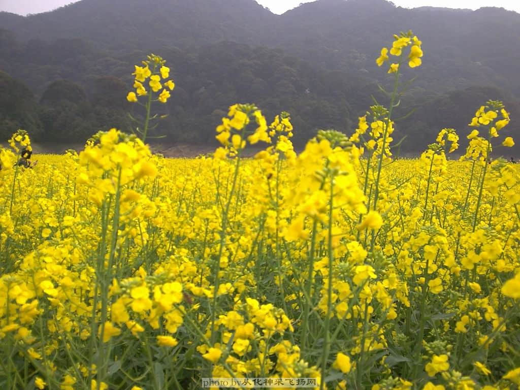 新油菜花图1.jpg