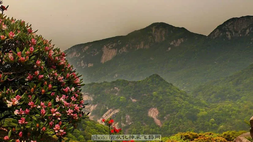从化花花２.webp