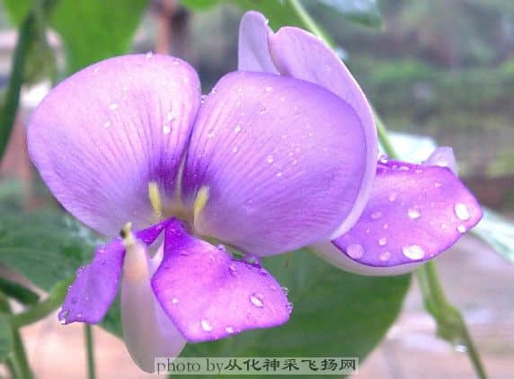 花.jpg