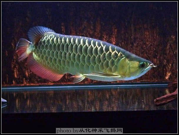 龙.jpg