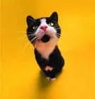 u=3181856019,863169641&gp=24.webp
