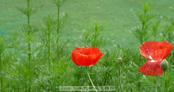 这一份情永远难了，愿来时还能再度拥抱