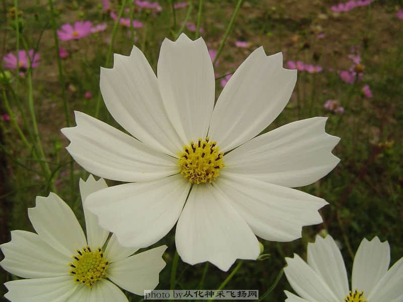 波斯菊3.jpg