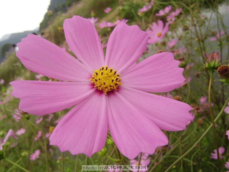 波斯菊2.jpg