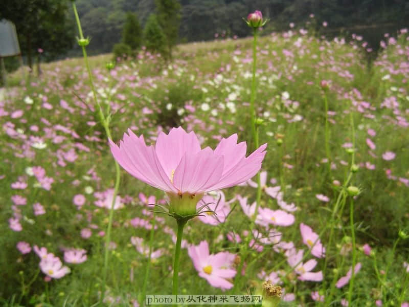 波斯菊.jpg