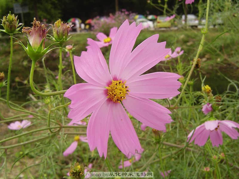波斯菊4.jpg