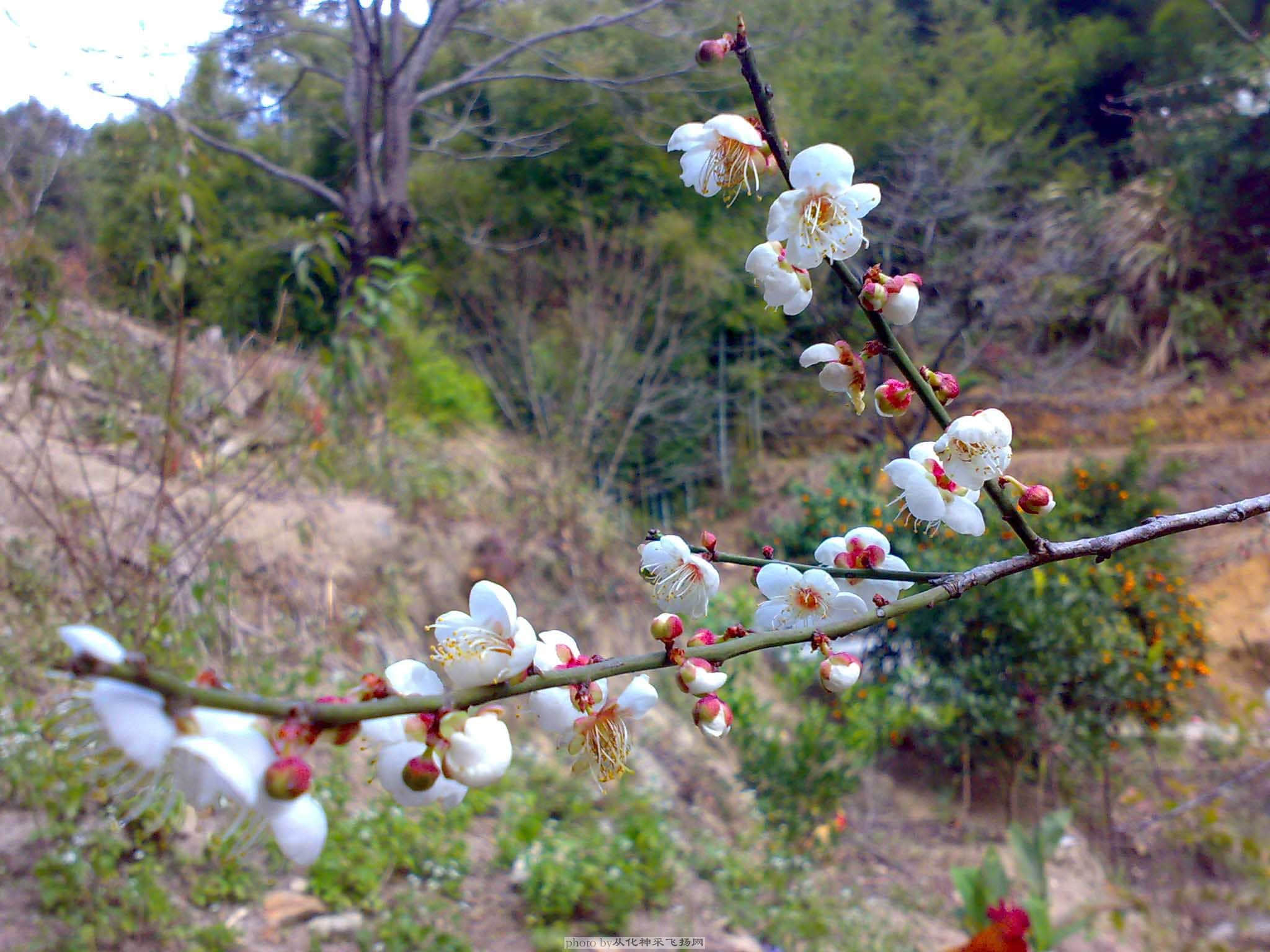 20090103331.jpg