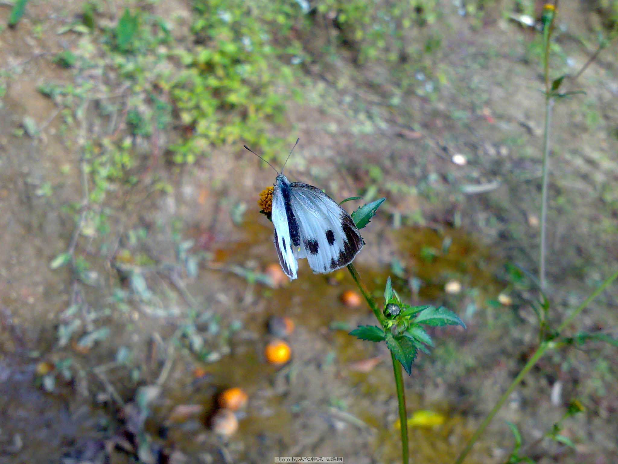 20090103335.jpg
