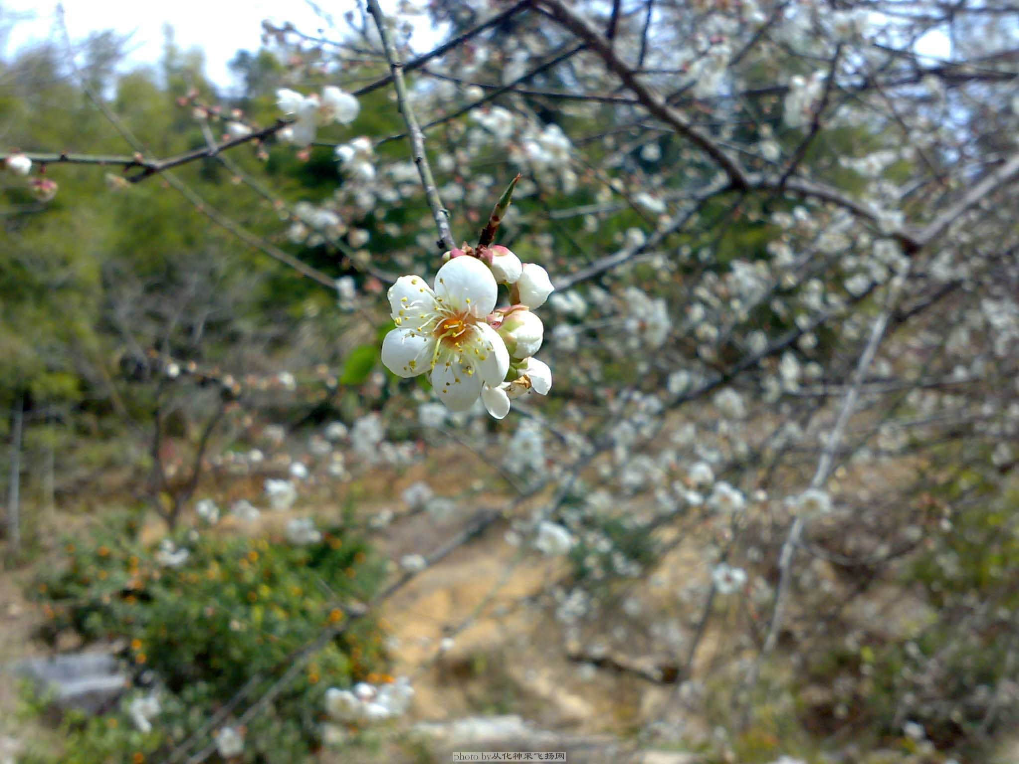 20090103329.jpg